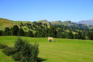 Картинки Италия Луга Коровы Холмы Passo Sella, Dolomites