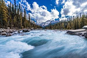 Фотография Канада Речка Камень Леса Пейзаж Canadian Rockies Природа